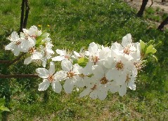 Wiosna 2003